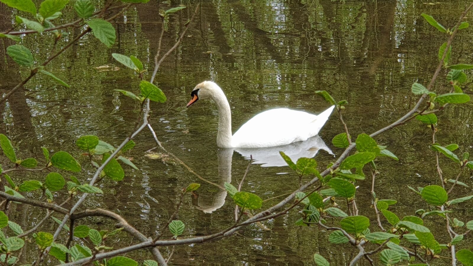 Samsung Galaxy Note9 sample photo. Swan, pond, na photography