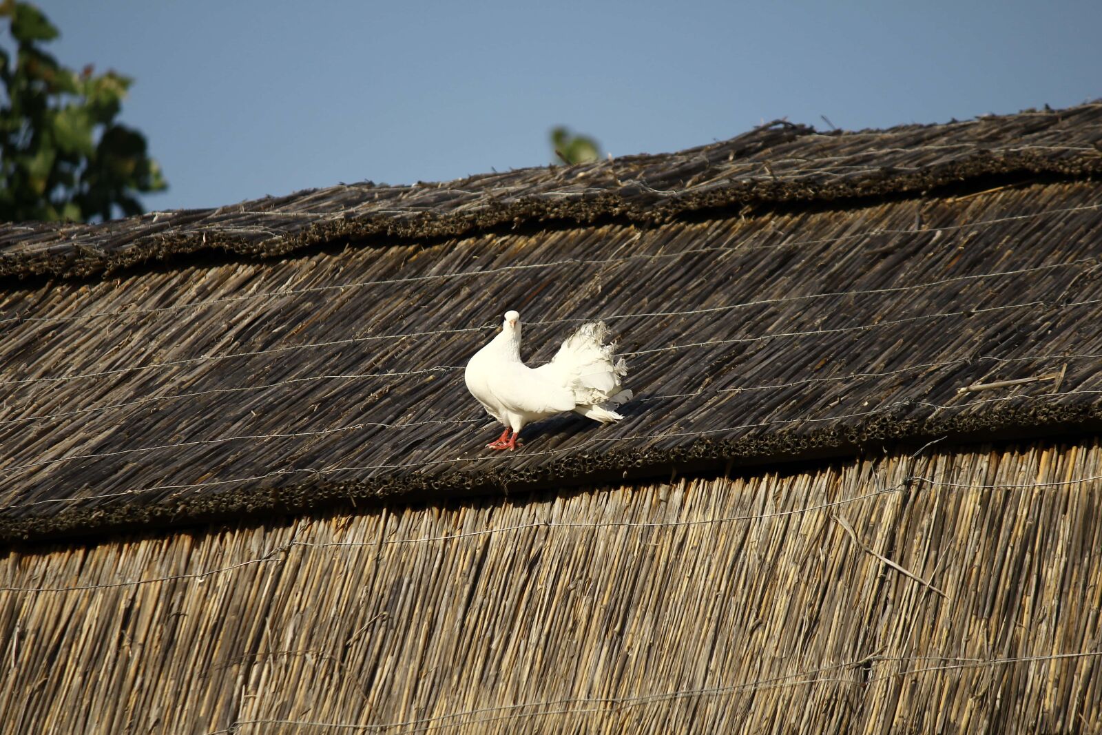 Canon EOS 550D (EOS Rebel T2i / EOS Kiss X4) + Canon EF-S 55-250mm F4-5.6 IS sample photo. White, pigeon, village, straw photography