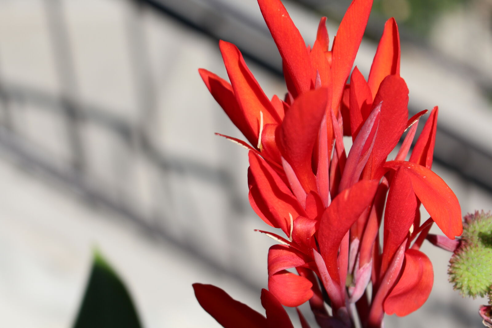 Canon EOS 700D (EOS Rebel T5i / EOS Kiss X7i) sample photo. Flower photography