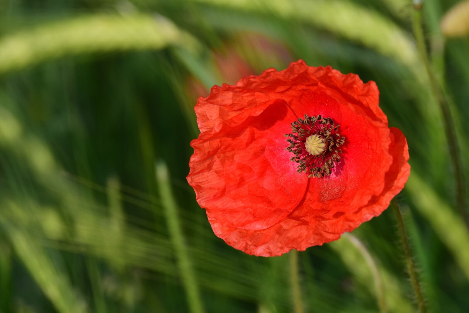 Nikon D3300 sample photo. Poppy, cereals, red photography