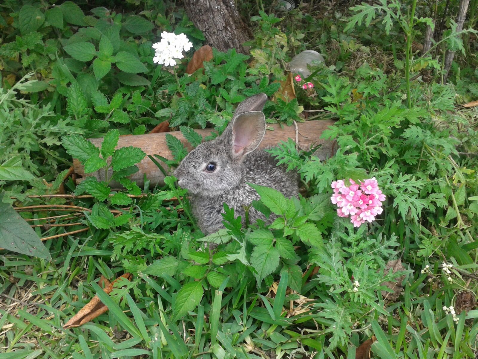 Samsung Galaxy S3 Mini sample photo. Rabbit, flower, flowers photography