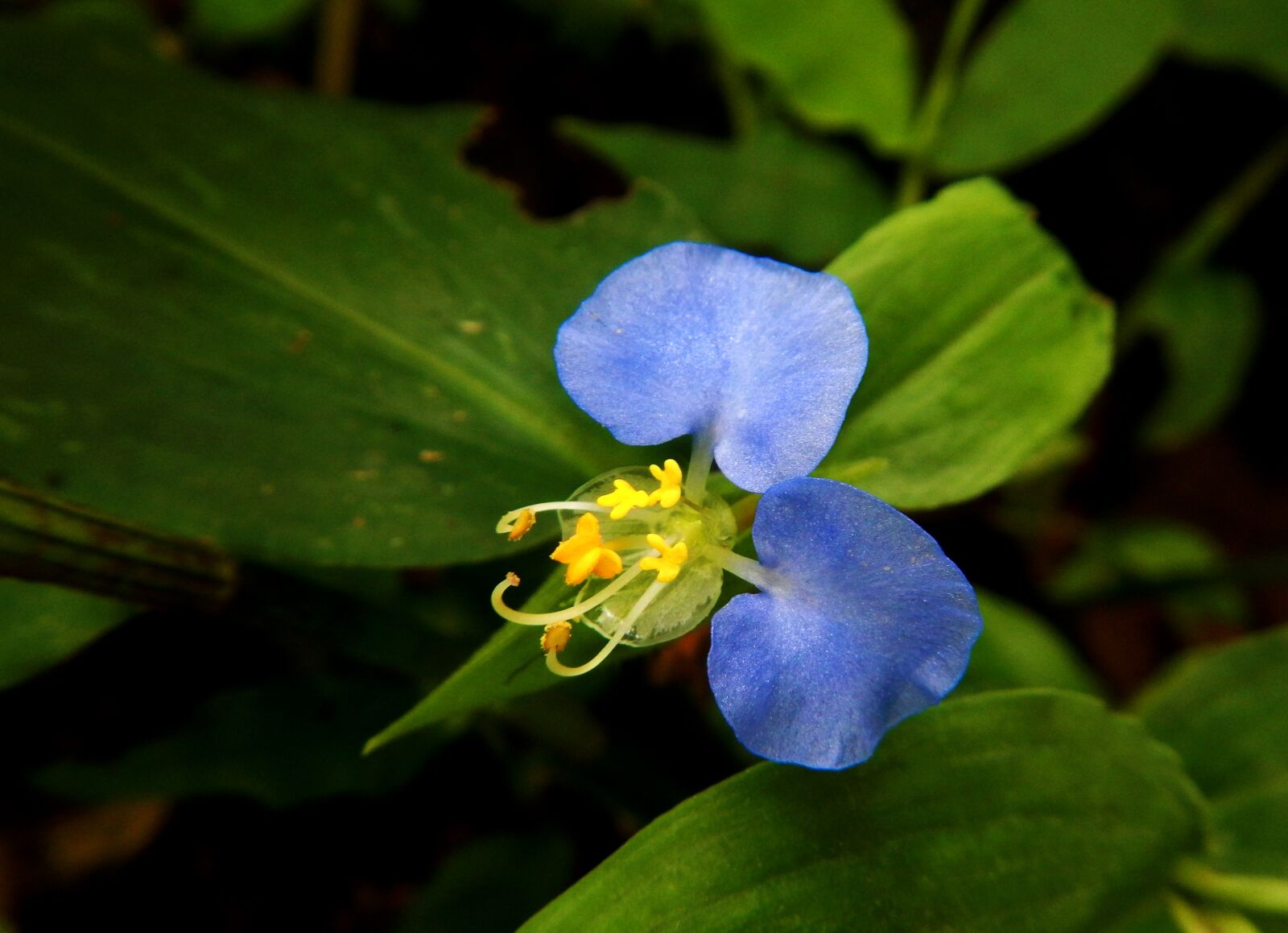 Nikon Coolpix AW110 sample photo. Cielito, blue, flower photography