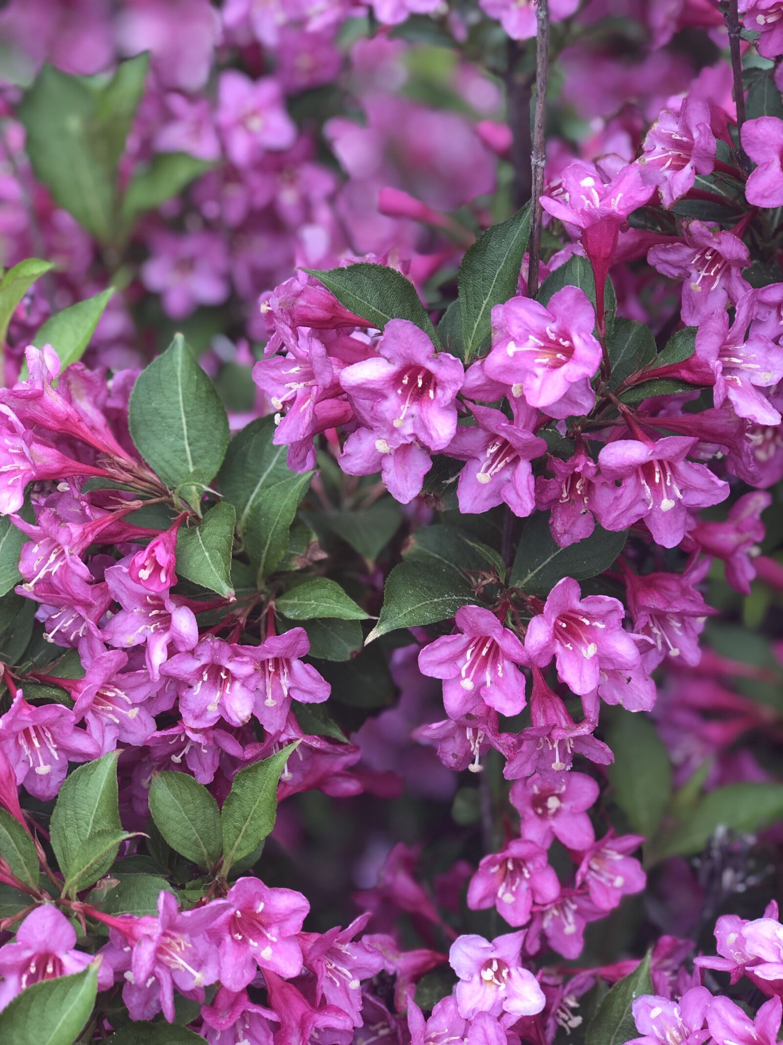 iPhone 8 Plus back dual camera 6.6mm f/2.8 sample photo. Flowers, nature, spring photography