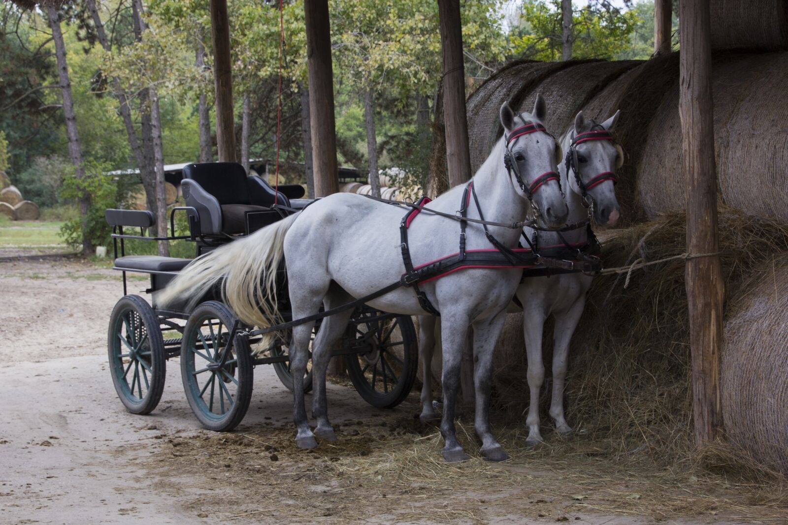 Canon EOS 60D sample photo. Hungary, horse, horses photography