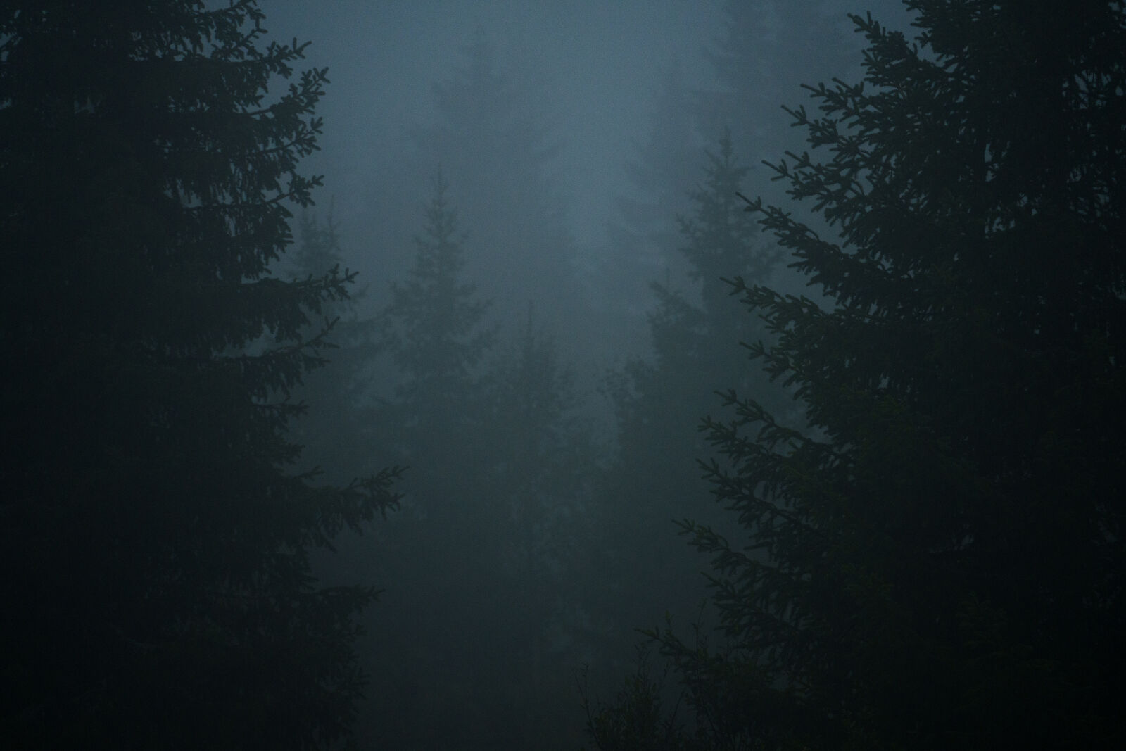 Sony a7R V sample photo. Misty forest morning photography