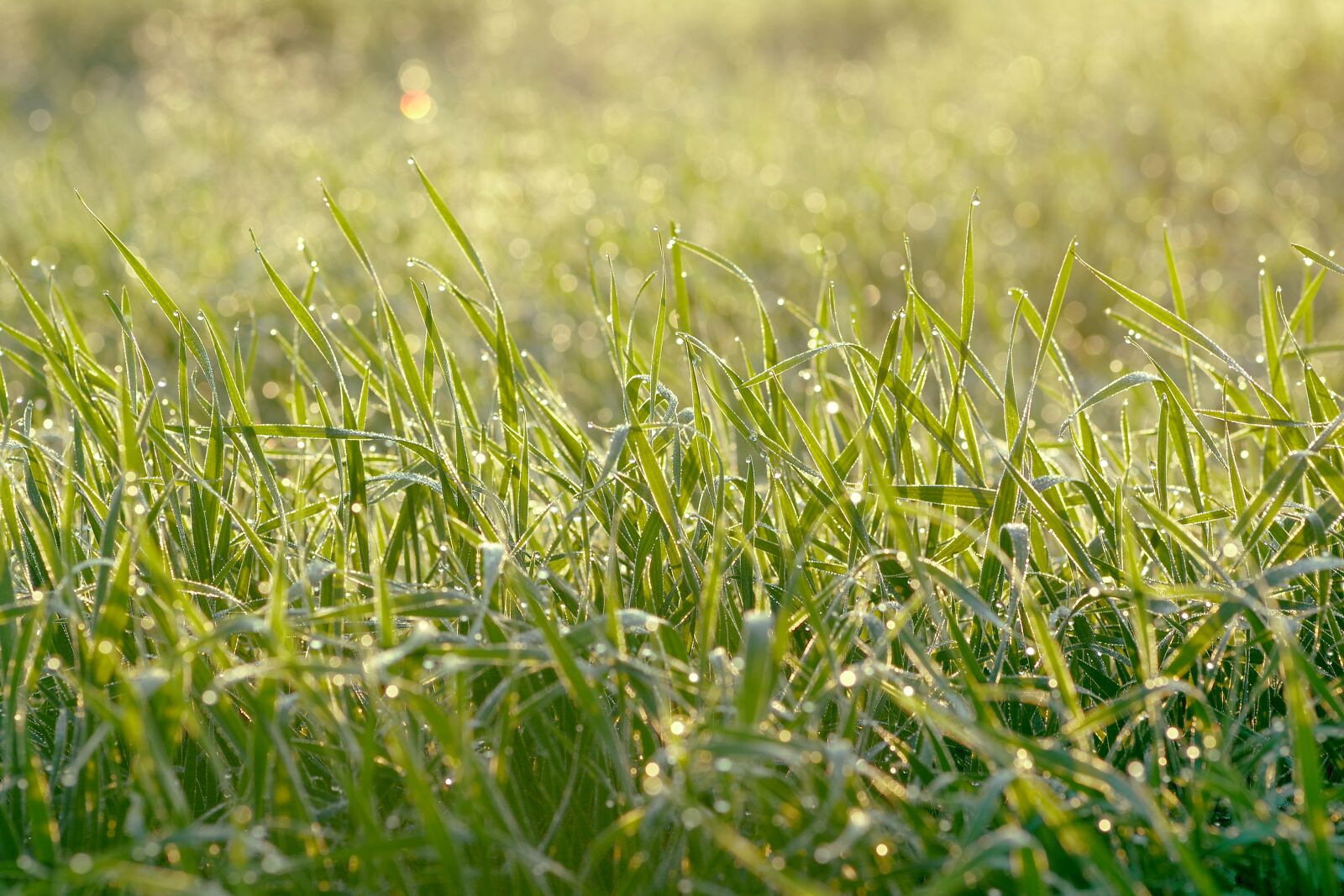 Pentax K-S2 sample photo. Juicy grass, rosa, meadow photography