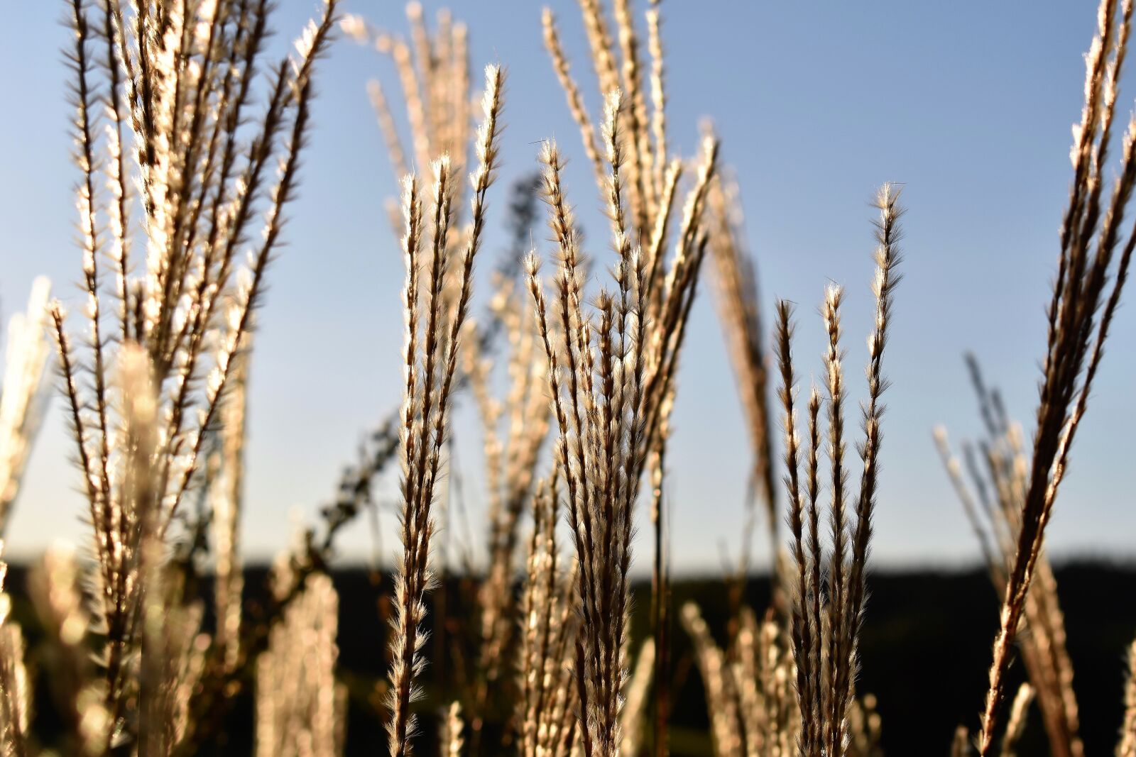 Nikon D5500 sample photo. Grasses, grass, autumn photography