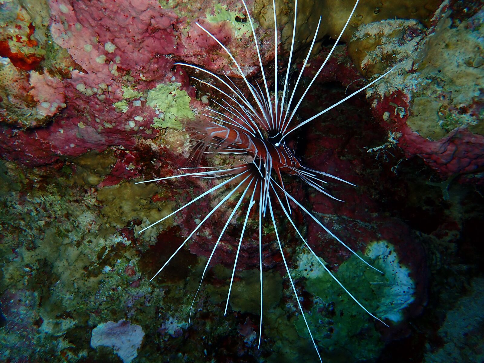 Olympus TG-5 sample photo. Fish, lionfish, underwater photography