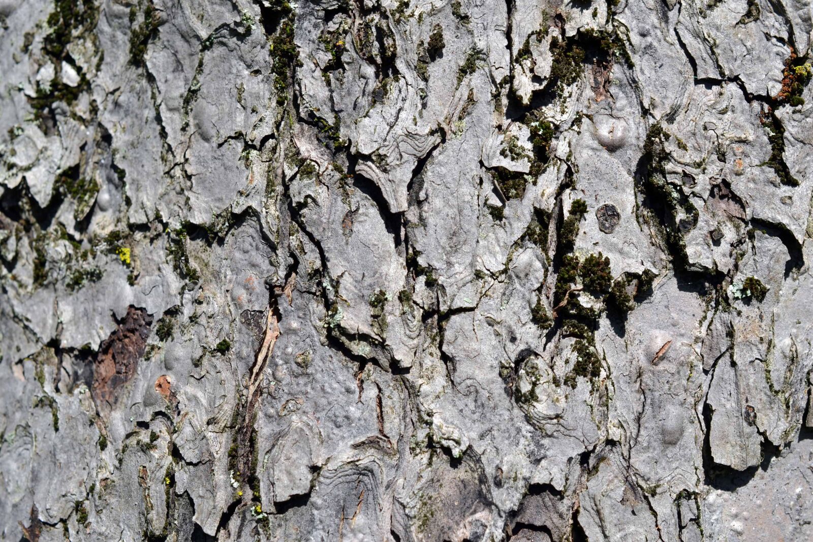 Nikon AF-S DX Micro Nikkor 40mm F2.8 sample photo. Abstract, texture, bark, tree photography