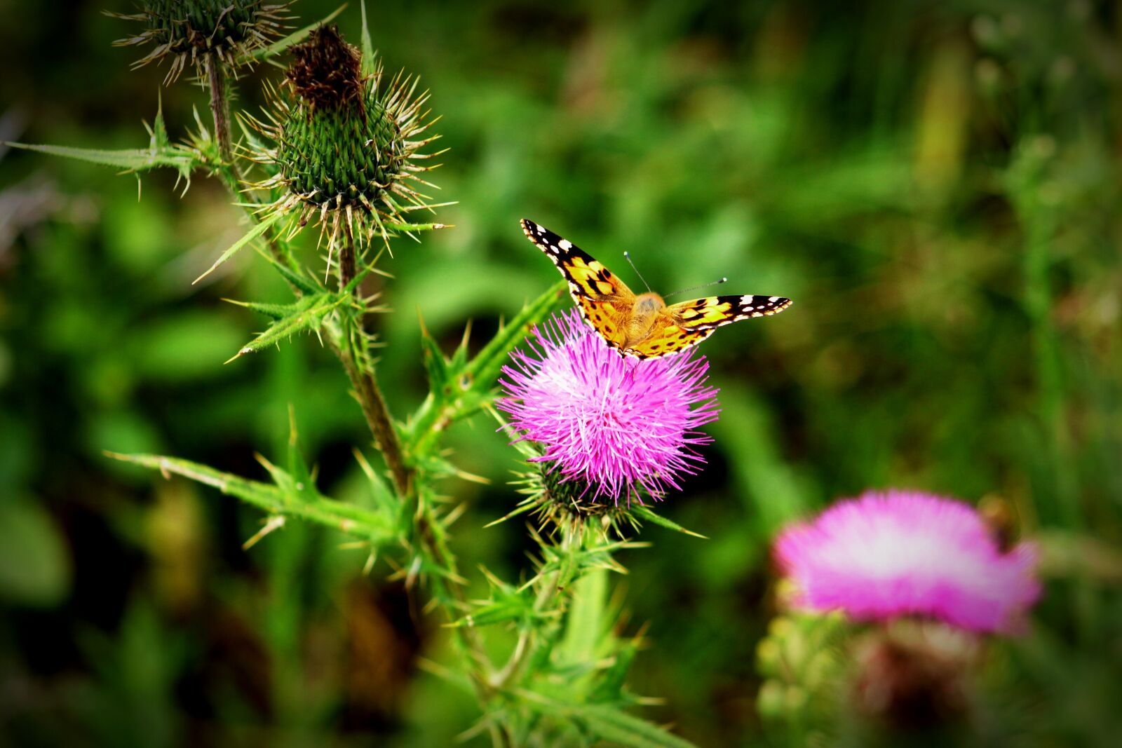 Canon EF75-300mm f/4-5.6 sample photo. Colorful, insect, wing photography