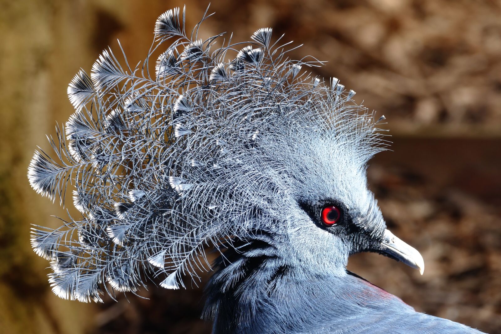 Panasonic Lumix DMC-FZ1000 sample photo. Crowned pigeon, birds, crowned photography