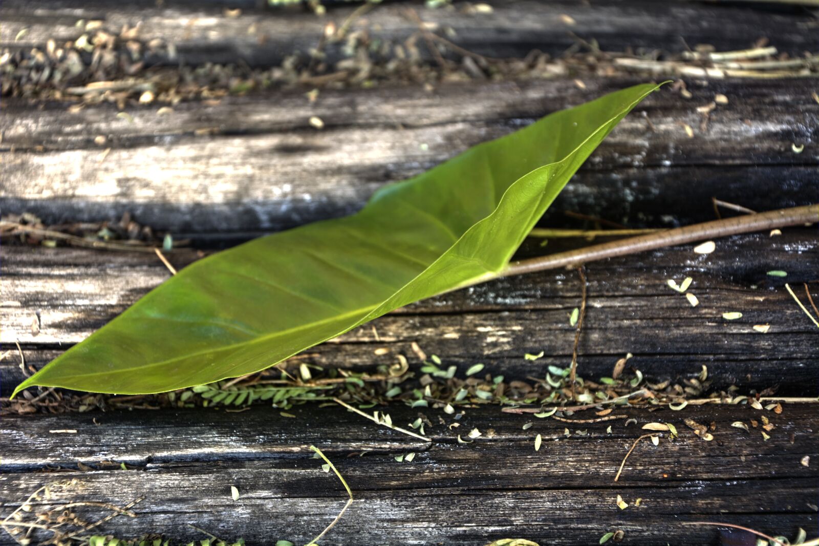Nikon D5200 sample photo. Green, leaf, new growth photography