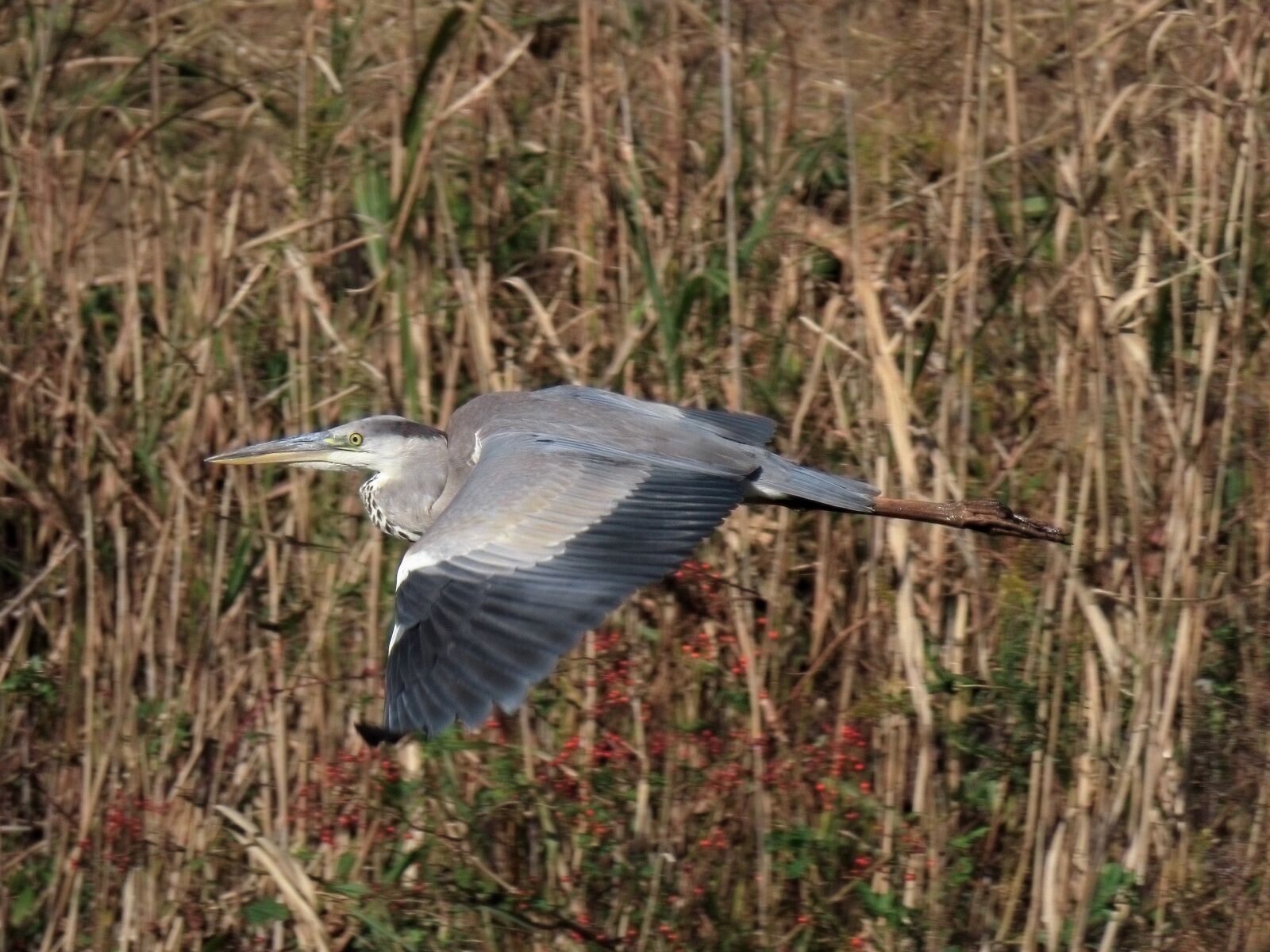 Canon PowerShot SX70 HS sample photo. Animal, river, grass photography