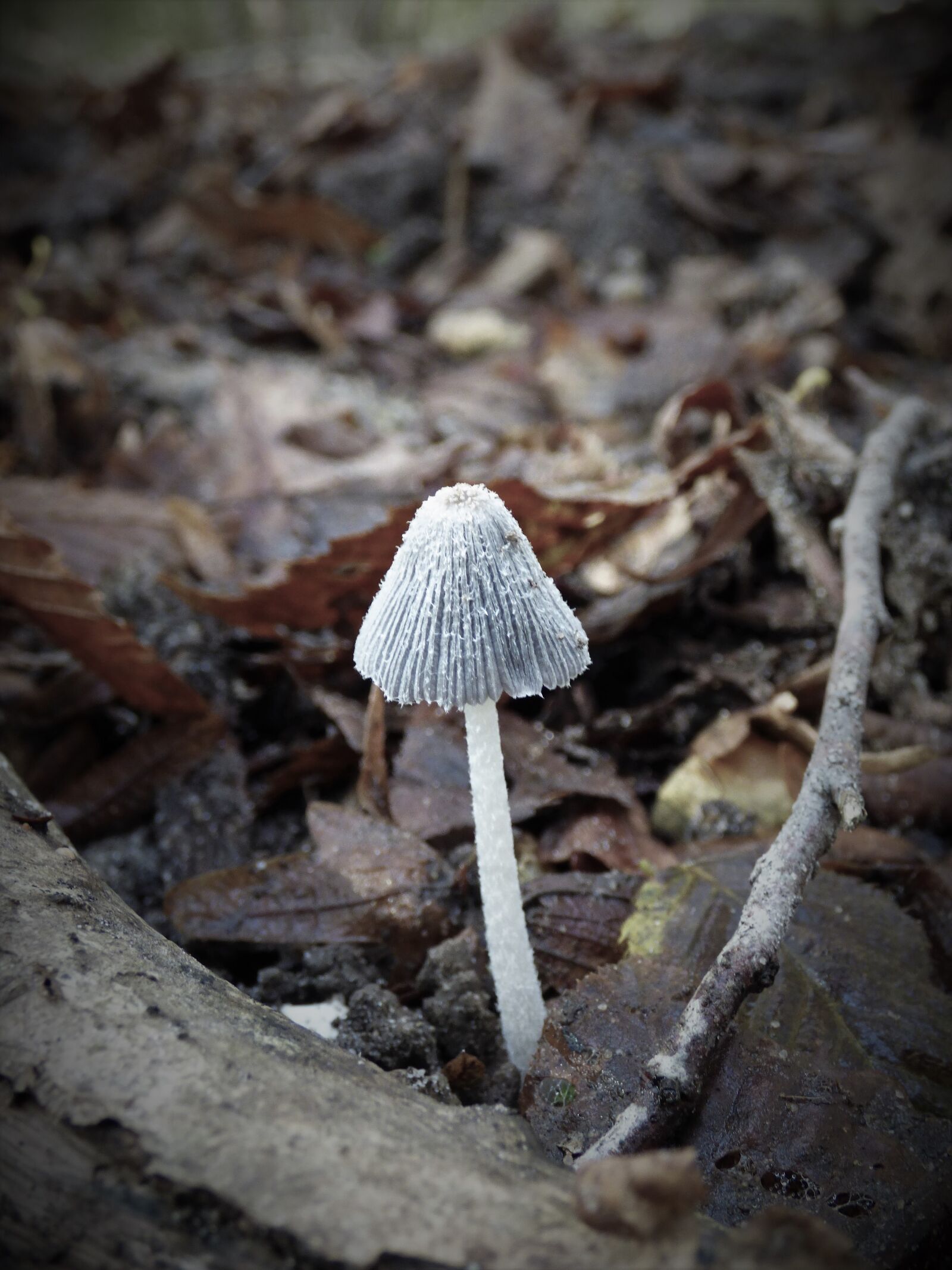 Panasonic DMC-FZ72 sample photo. Fungus, coprin, forest photography