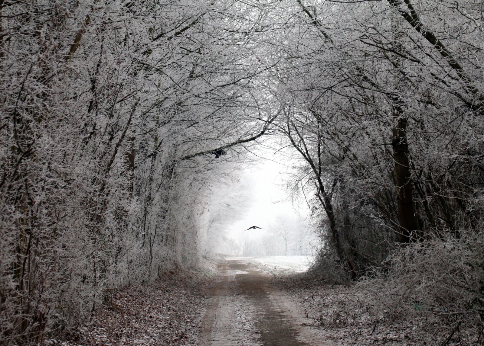 Canon EOS 70D sample photo. Winter, away, trees photography