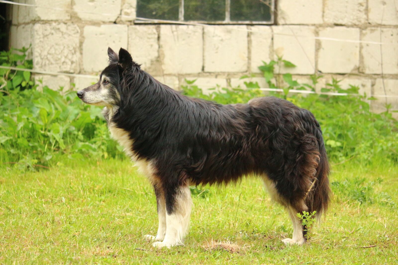 Canon EOS 100D (EOS Rebel SL1 / EOS Kiss X7) sample photo. Dog, border, border collie photography