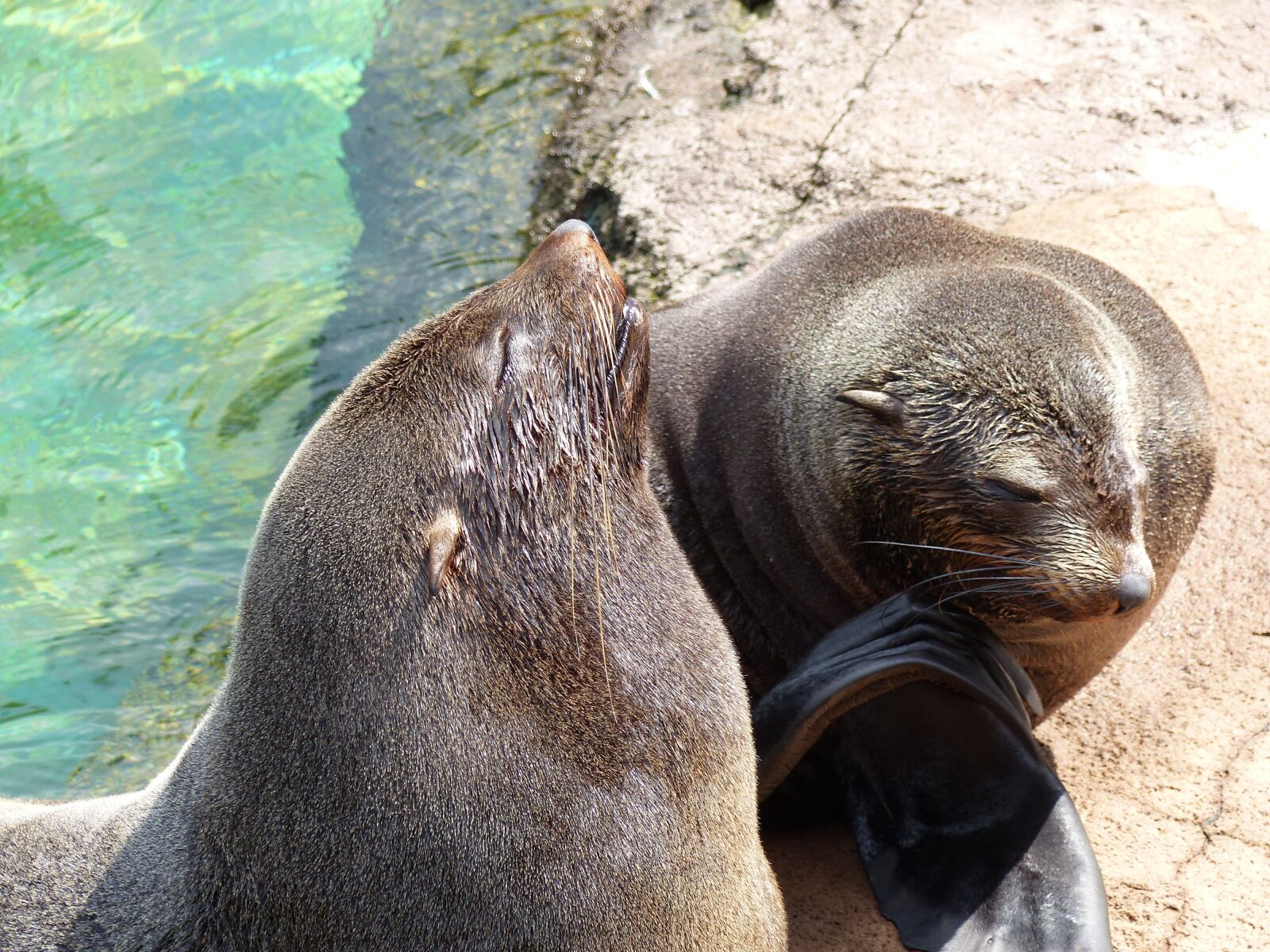 Panasonic Lumix DMC-FZ200 sample photo. Zoo, sea lions, animals photography