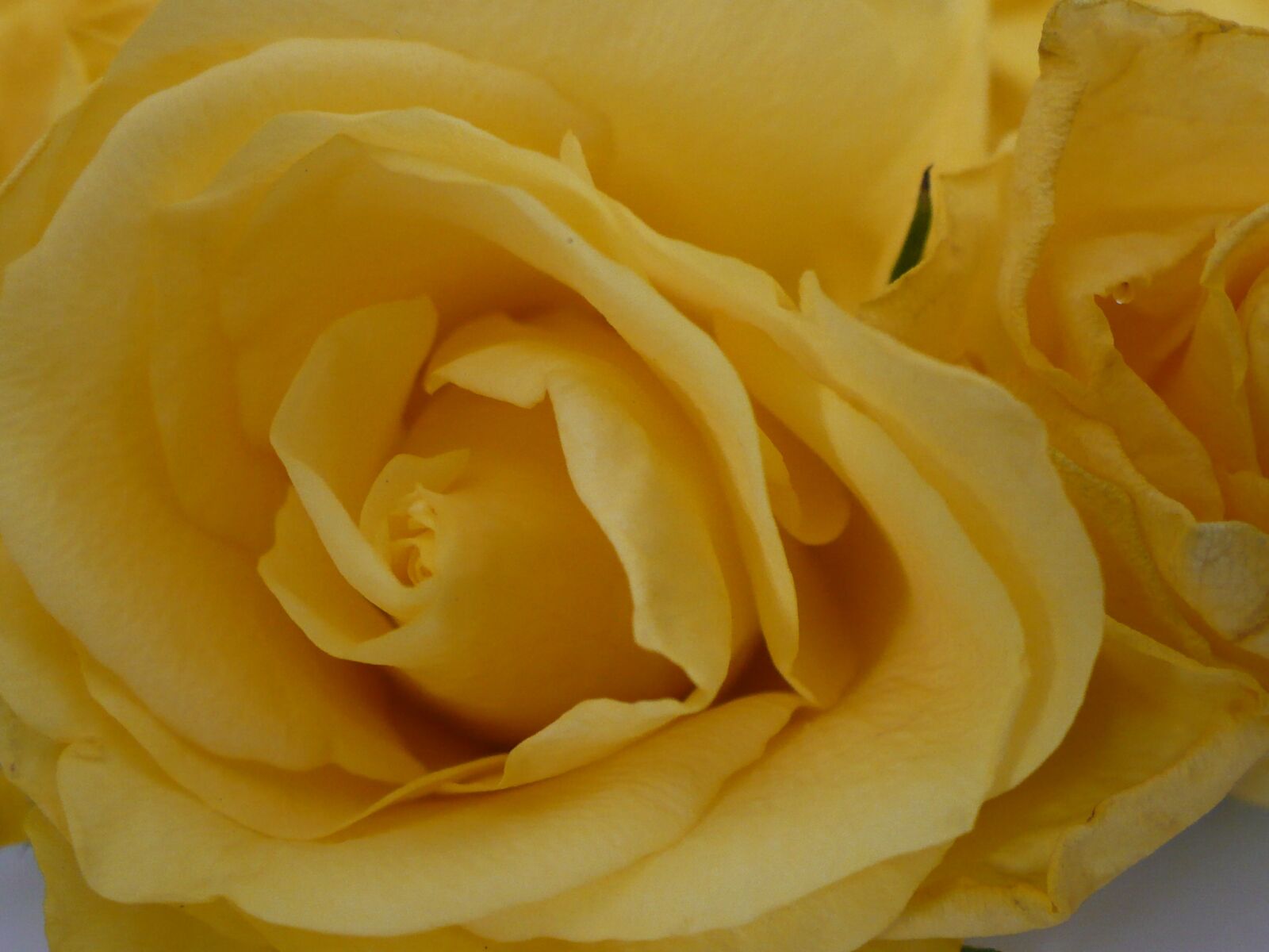Panasonic DMC-LZ7 sample photo. Yellow, rose, flower photography