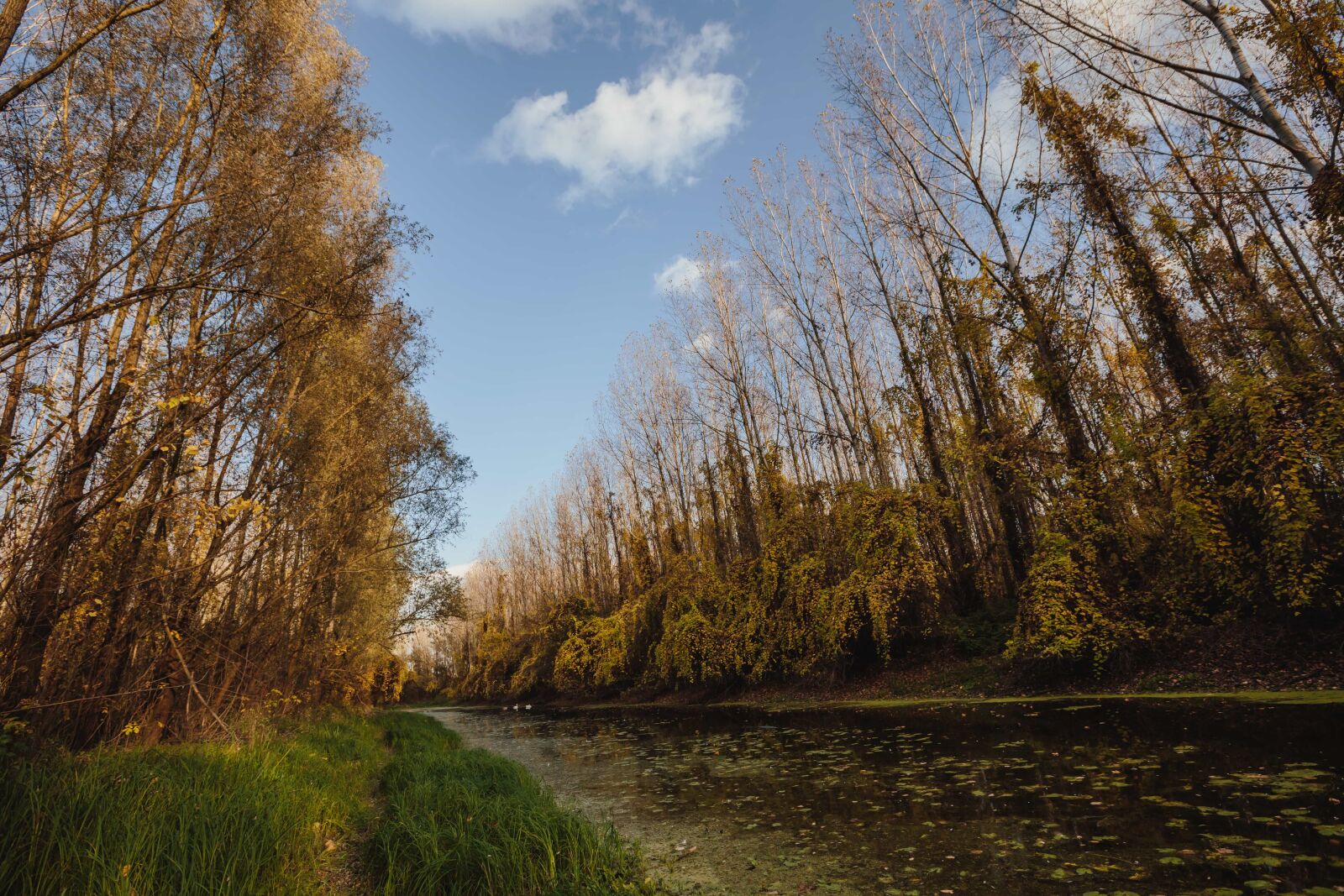 Canon EF 16-35mm F2.8L II USM sample photo. Coastline, weeds, wetland, tree photography