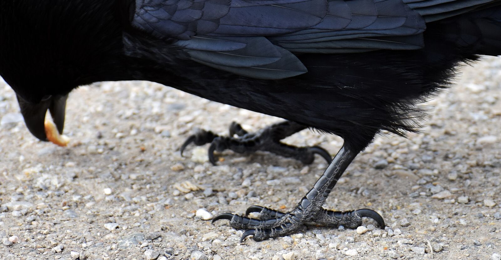Nikon D7200 sample photo. Common raven, raven, raven photography
