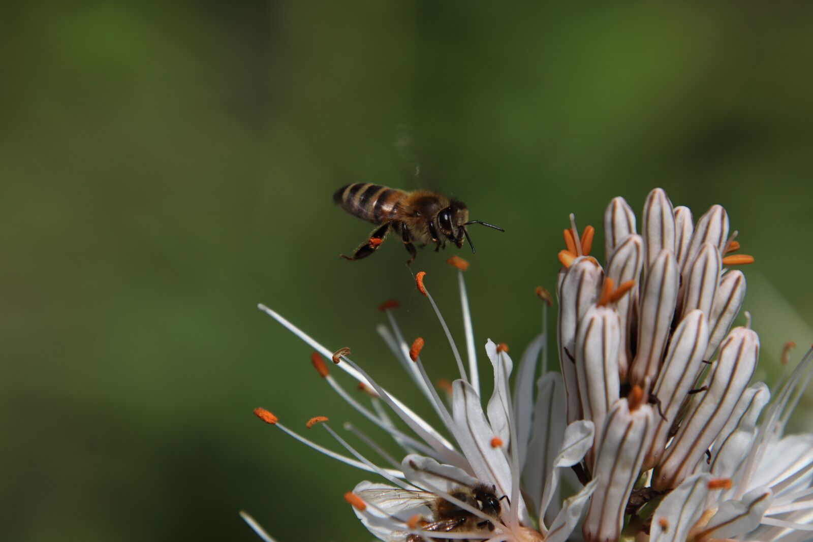 Canon EOS 800D (EOS Rebel T7i / EOS Kiss X9i) sample photo. Bees, insects, light photography