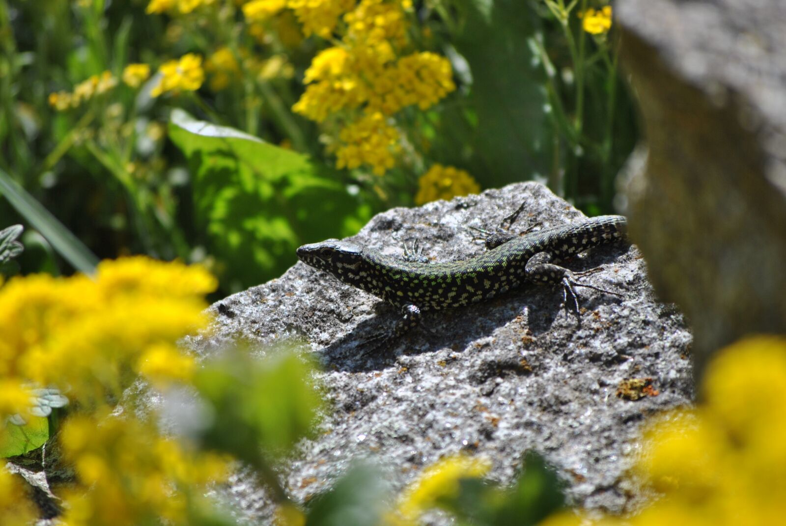 Nikon D3000 sample photo. Lizard, stone photography