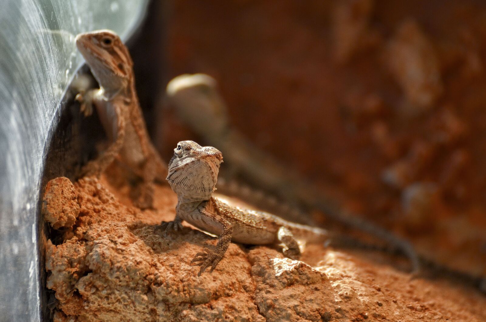 Nikon D7000 sample photo. Bearded dragons, babies, young photography