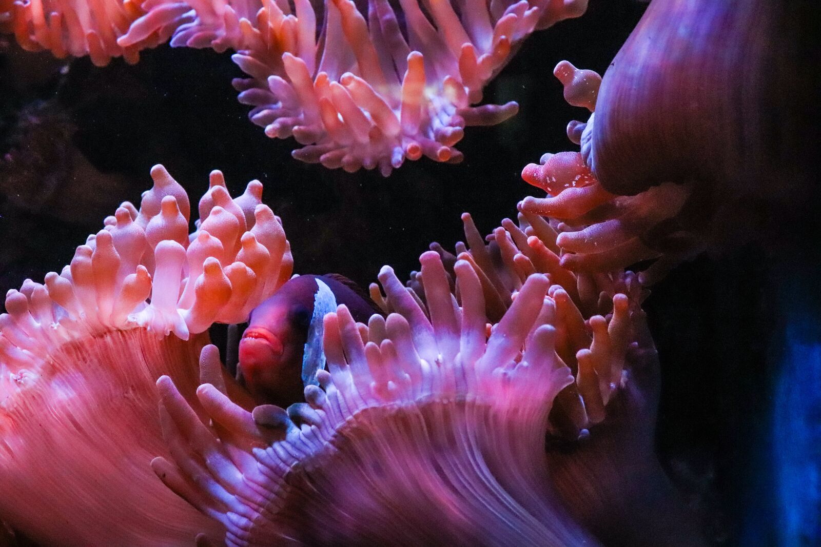 Canon EOS 77D (EOS 9000D / EOS 770D) sample photo. Anemone, fish, underwater photography