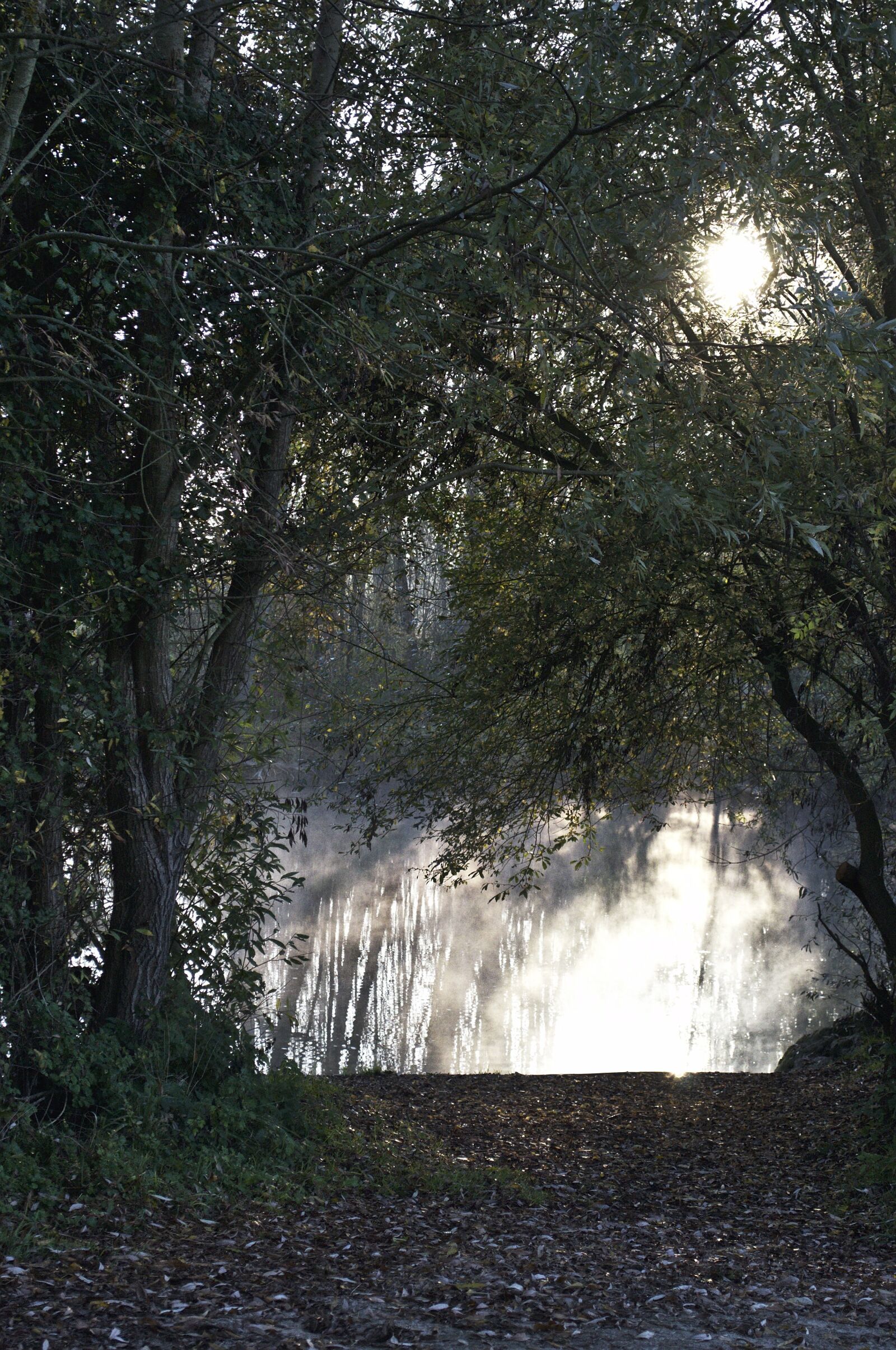 Nikon D3100 sample photo. Waterpolo, landscape, river photography