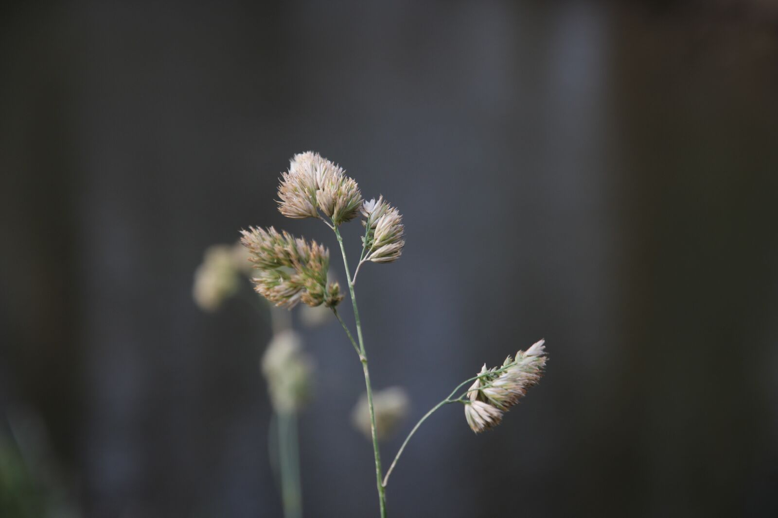 Canon EOS 550D (EOS Rebel T2i / EOS Kiss X4) sample photo. Autumn, nature, lighting photography