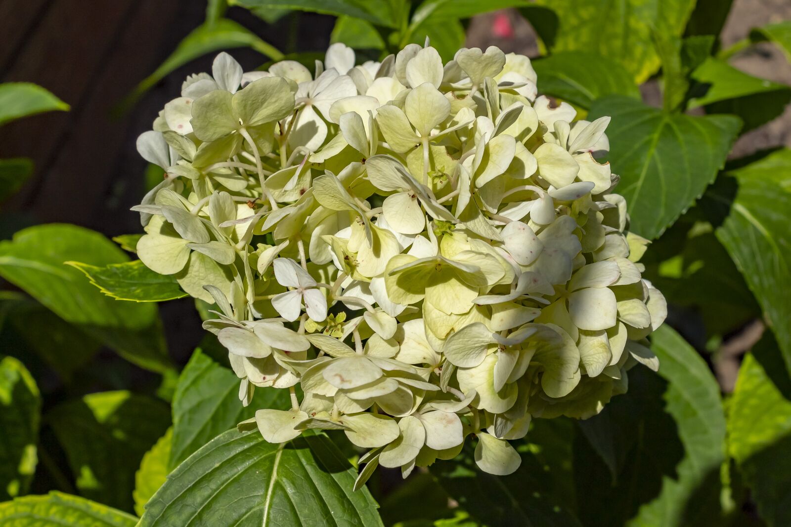 Canon EOS 1300D (EOS Rebel T6 / EOS Kiss X80) sample photo. Hydrangea, white, flower photography