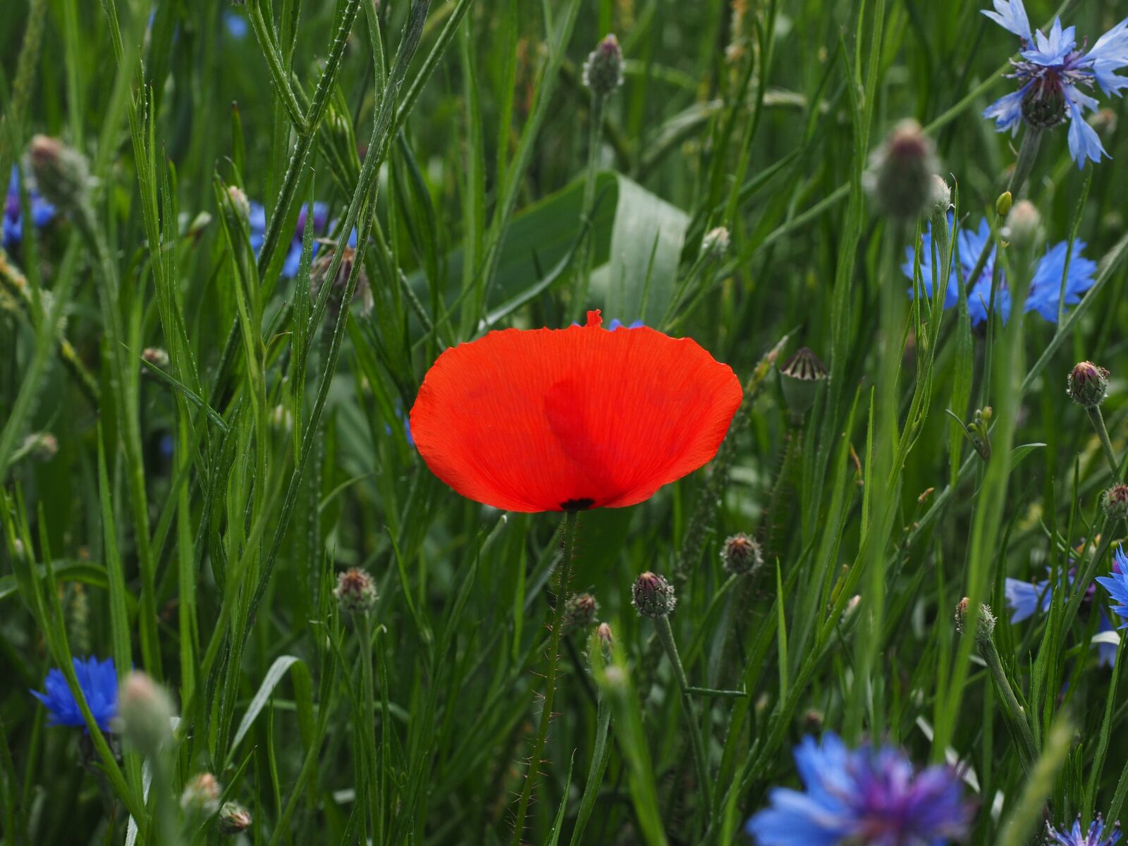 Olympus OM-D E-M1 + Olympus M.Zuiko Digital ED 12-40mm F2.8 Pro sample photo. Klatschmohn, poppy flower, poppy photography