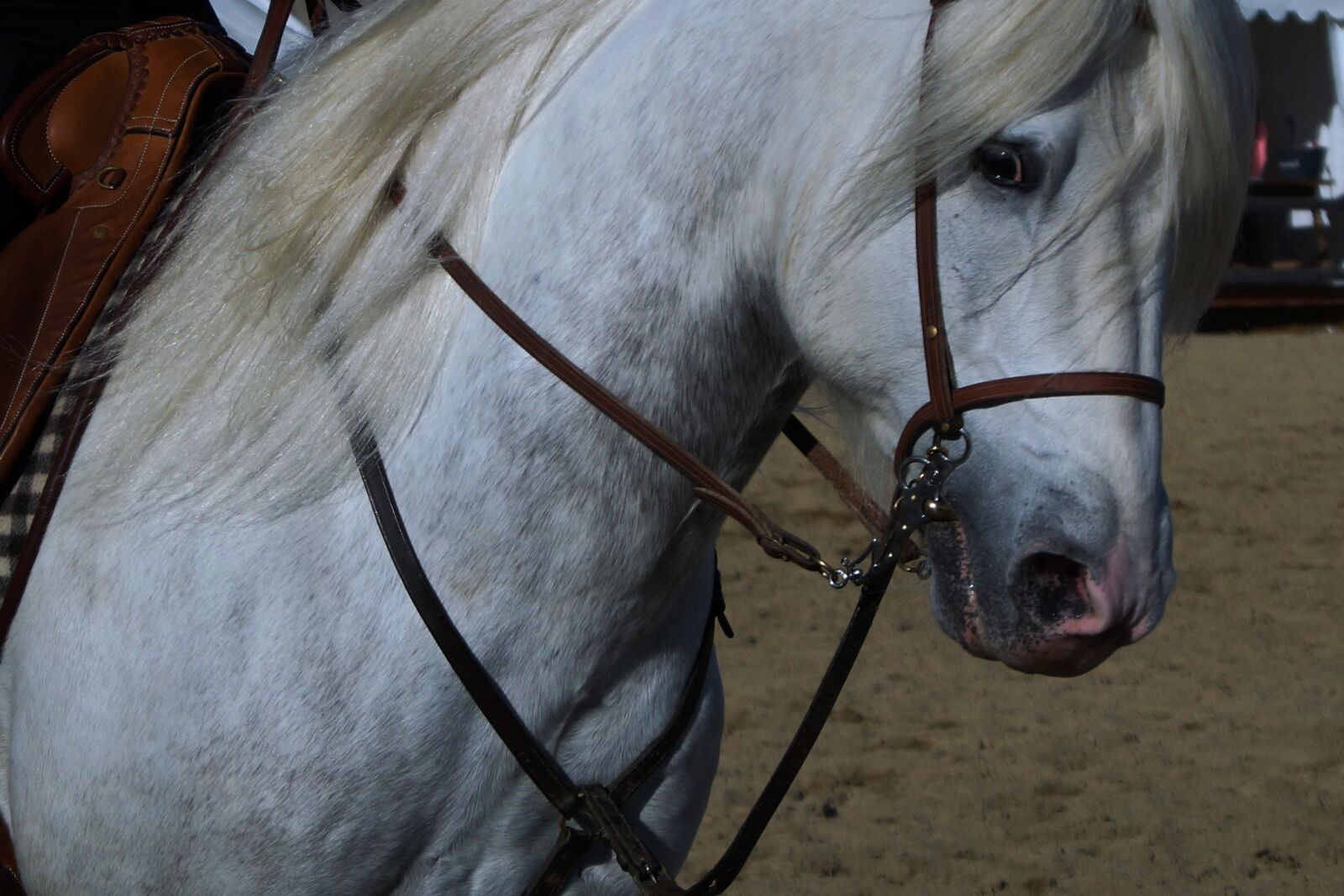 Sony DT 18-55mm F3.5-5.6 SAM II sample photo. One, mammal, cavalry photography