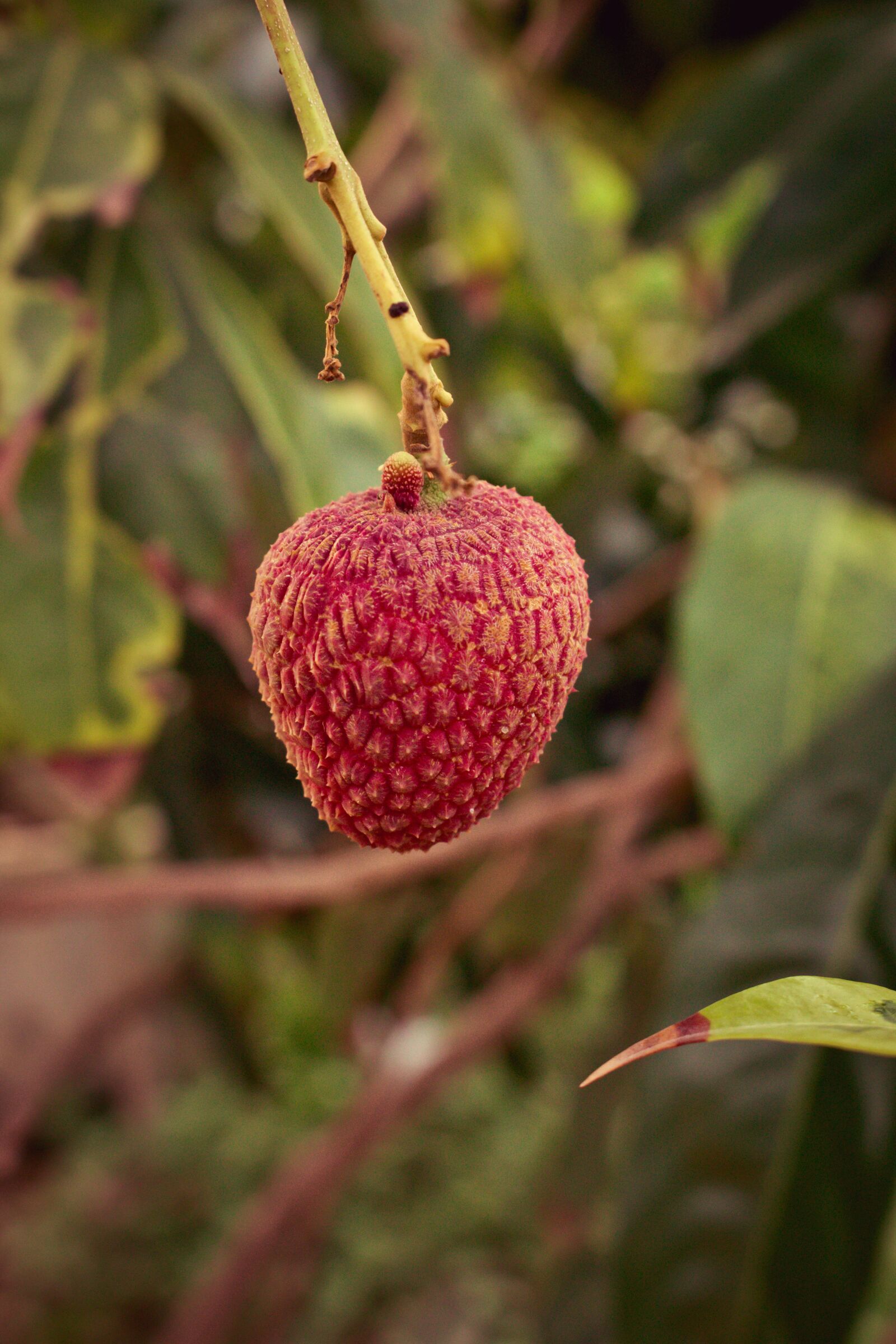 Canon EOS 700D (EOS Rebel T5i / EOS Kiss X7i) sample photo. Lychee, results, fruit photography
