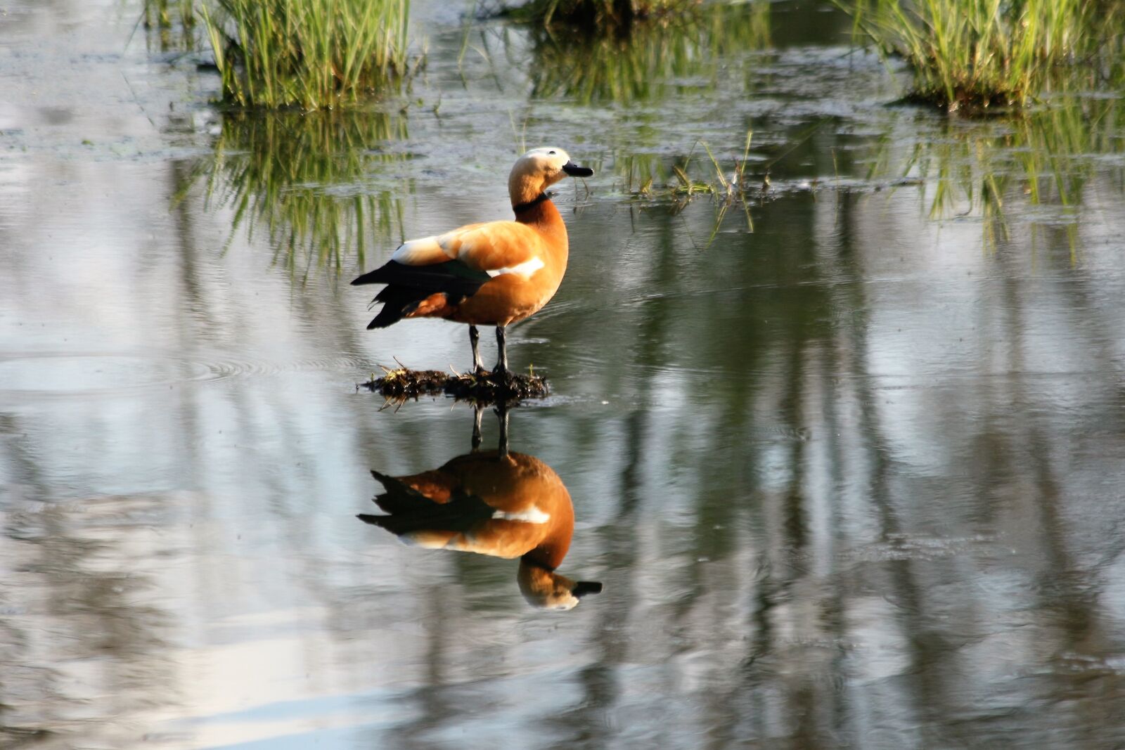 Canon EOS 60D sample photo. Duck, lake, nature photography