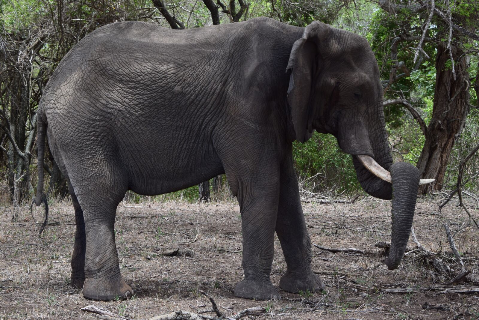 Nikon D5300 sample photo. Elephant, tired, sleeps photography