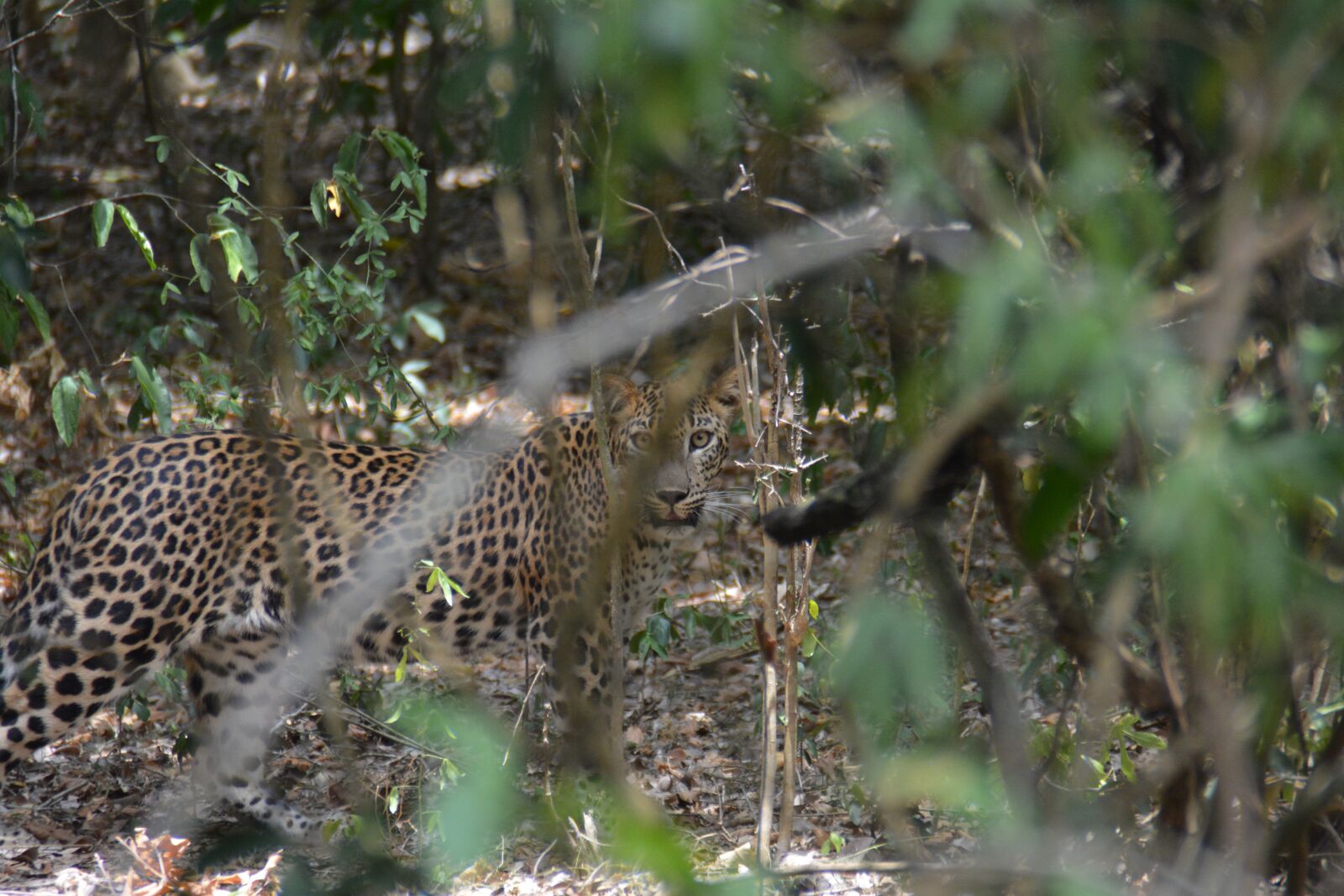 Nikon D5200 sample photo. Leopard, wild, predator photography