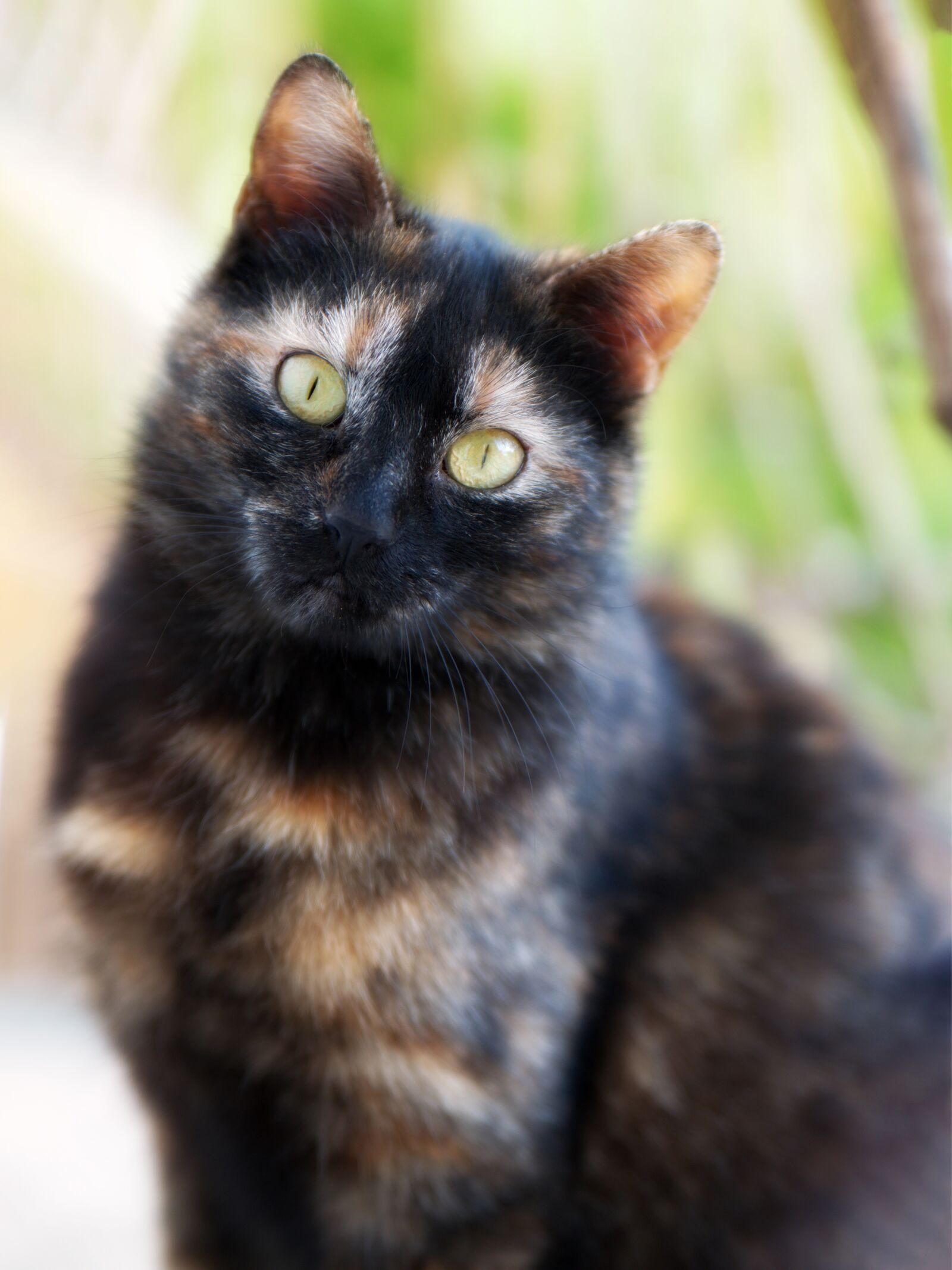 Nikon D5300 sample photo. Cat, pet, feline photography