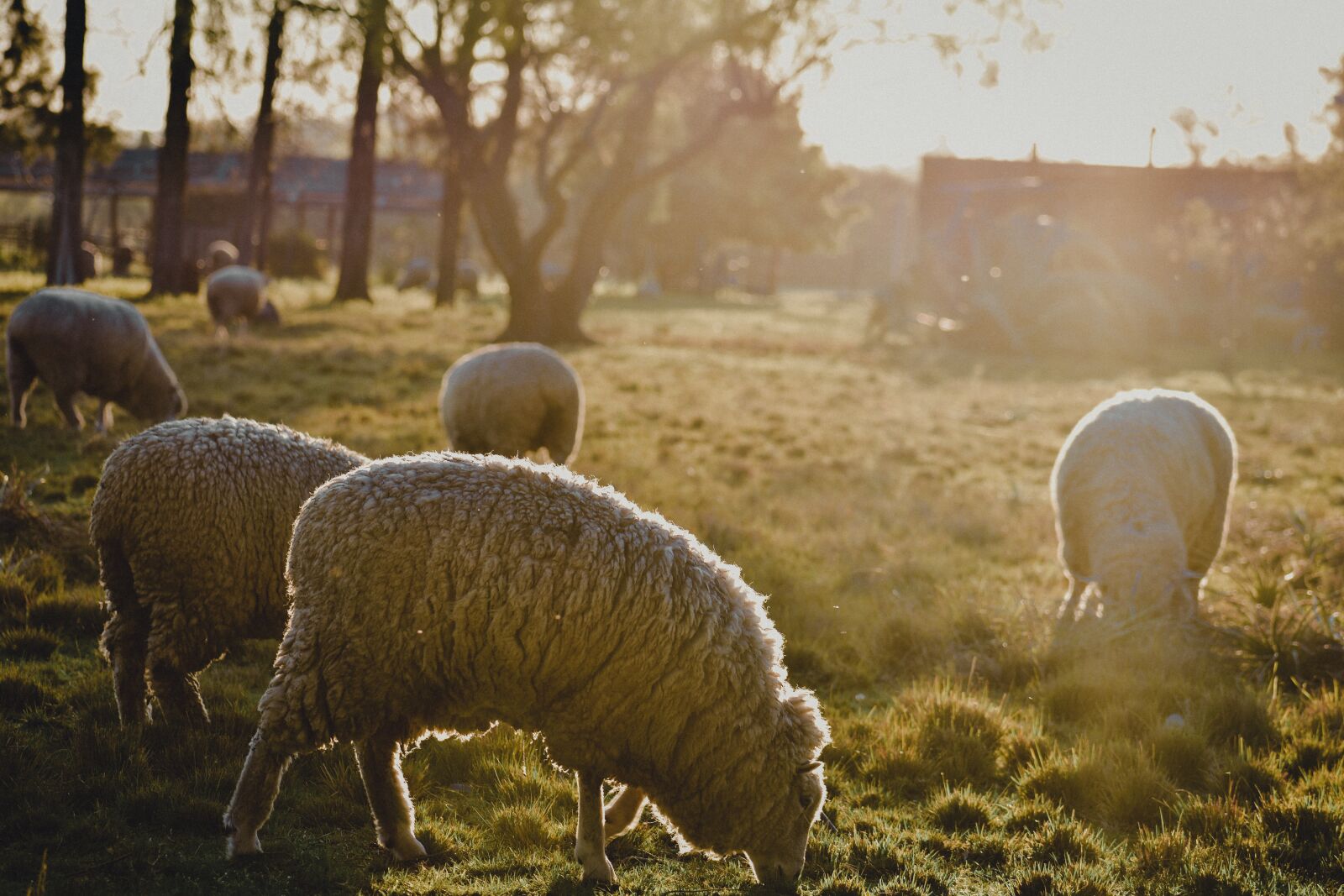 Nikon D3400 sample photo. Animalessheep, animals, hermo photography