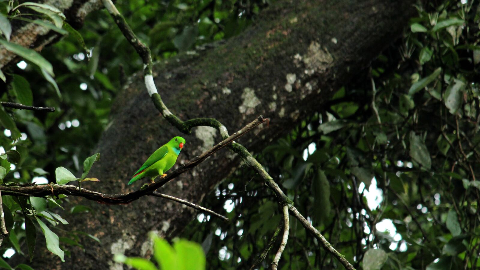 Canon EOS 1300D (EOS Rebel T6 / EOS Kiss X80) sample photo. Vernal, hanging, parrot photography