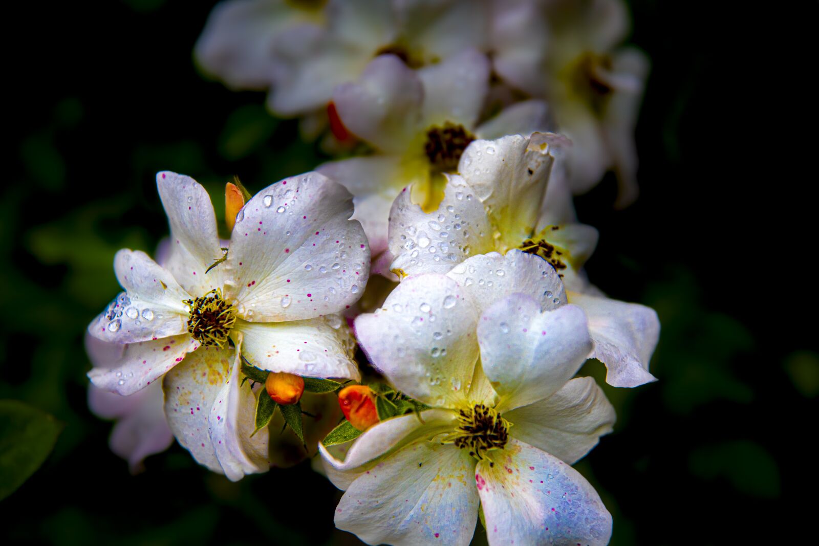 Canon 24-70mm F2.8 DG OS HSM | Art 017 sample photo. Flower, natural, nature photography