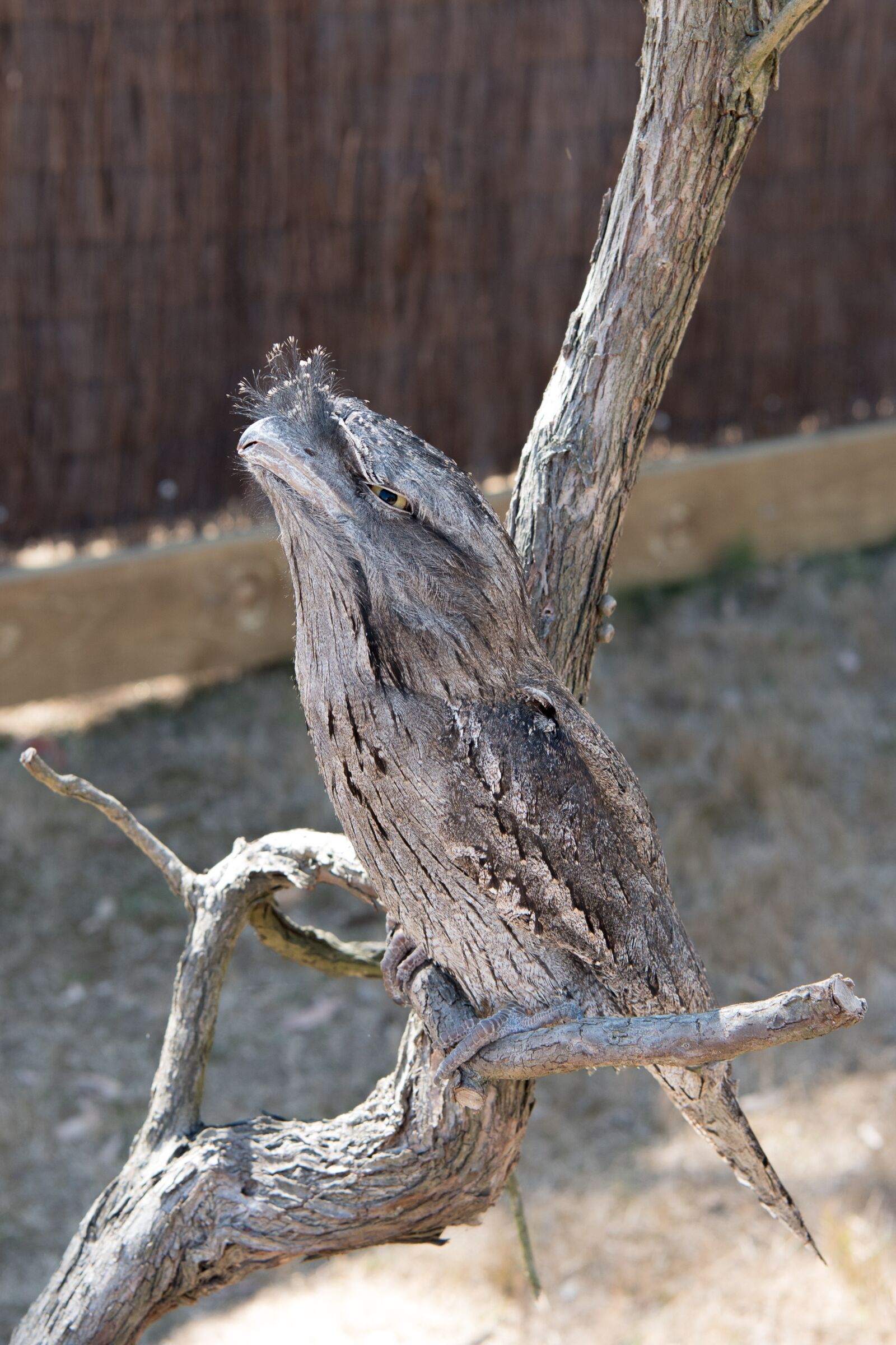 Nikon D750 sample photo. Tawny frogmouth, bird, nature photography