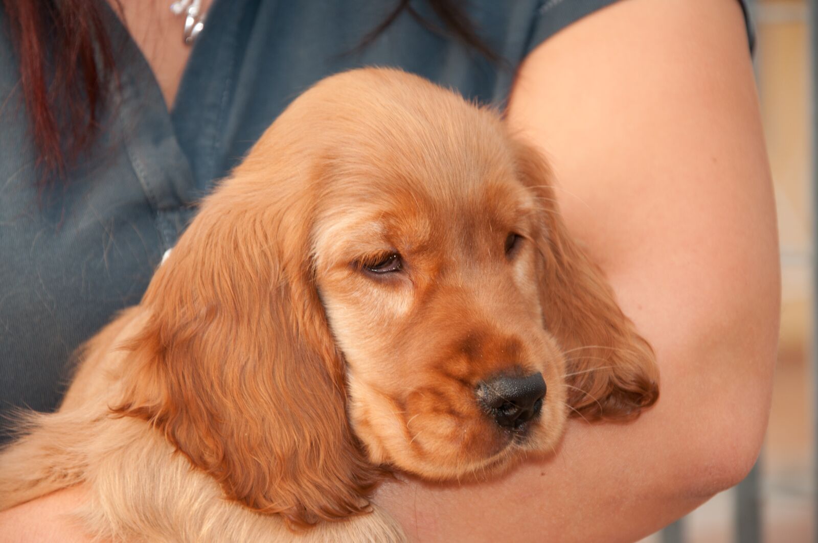 Nikon D90 sample photo. Cocker, cocker spaniel, puppy photography