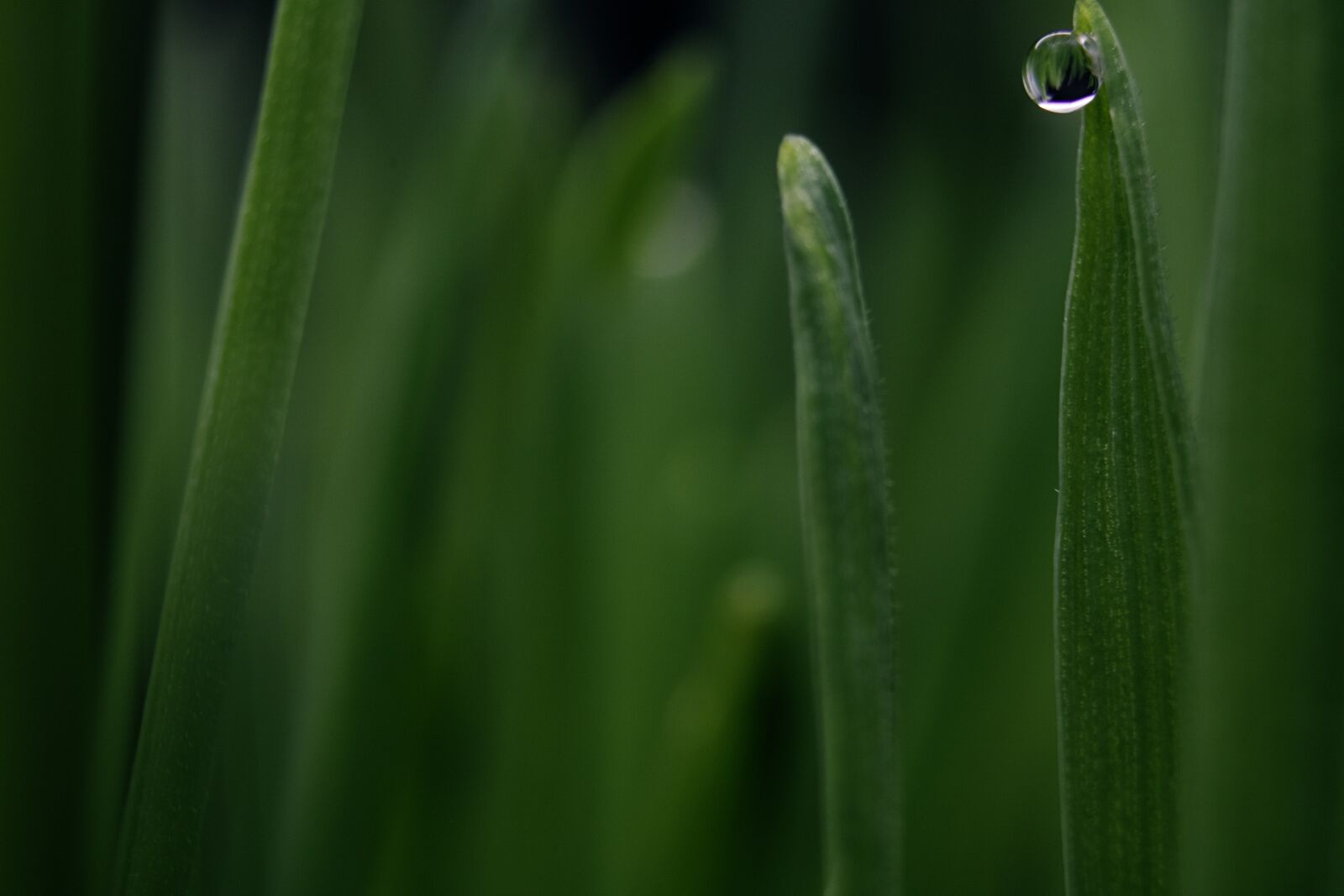 Canon EOS 750D (EOS Rebel T6i / EOS Kiss X8i) sample photo. Dew, grass, water photography