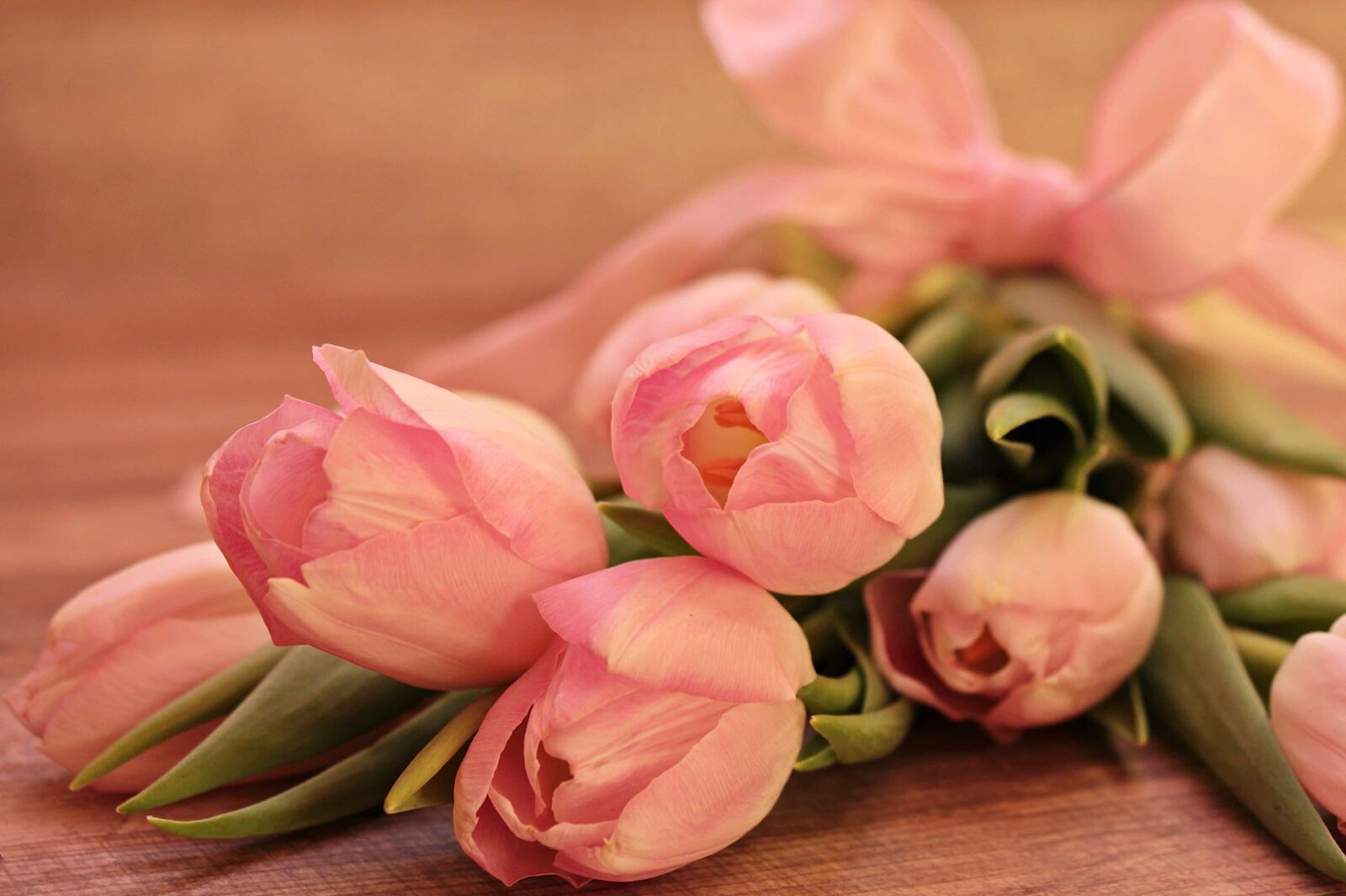 Canon EOS 550D (EOS Rebel T2i / EOS Kiss X4) sample photo. Flower, rose, pink, petal photography