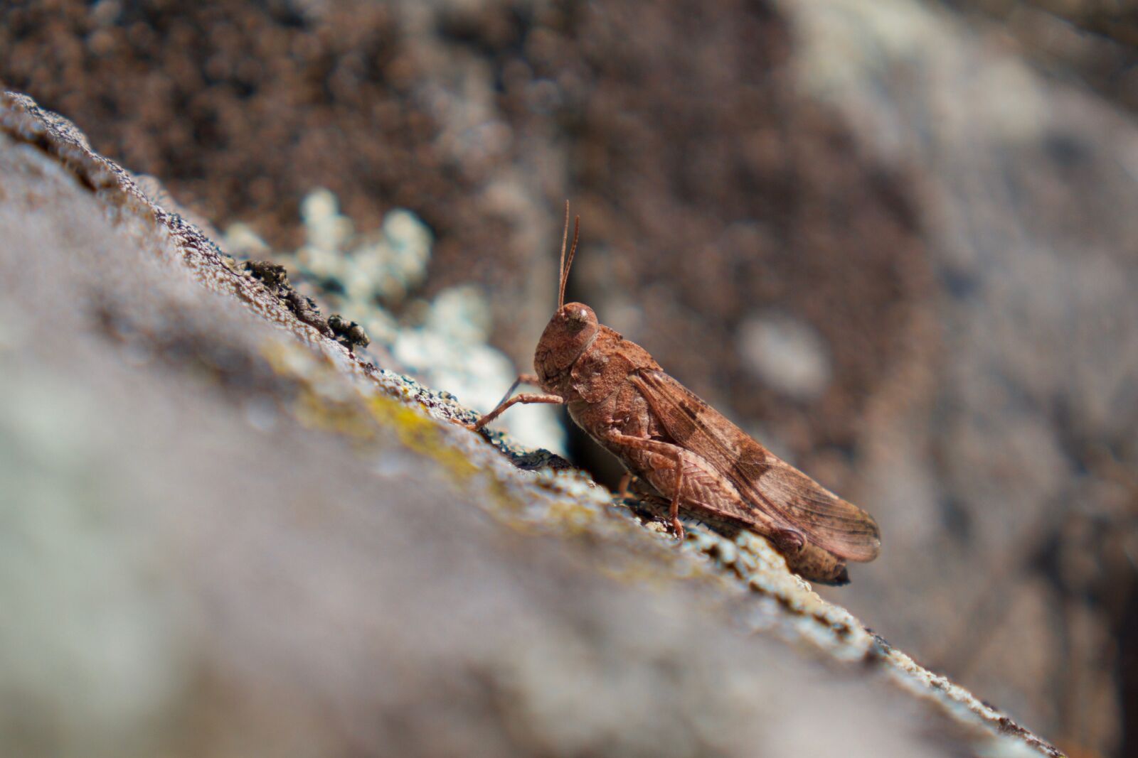 Sony a6000 + Sony E 35mm F1.8 OSS sample photo. Grasshopper, oedipoda caerulescens, wasteland photography
