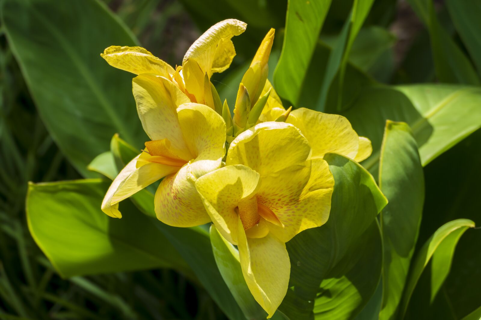 Panasonic Lumix DMC-FZ1000 sample photo. Flowers, yellow, spring photography