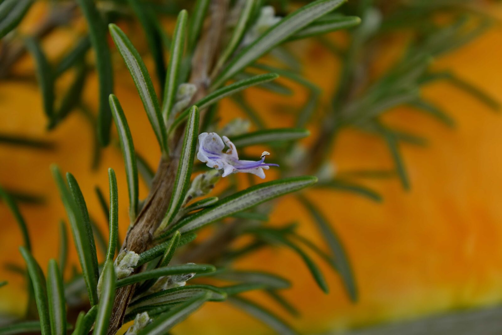 Nikon D5500 sample photo. Branches, twig, wildflower, rosemary photography
