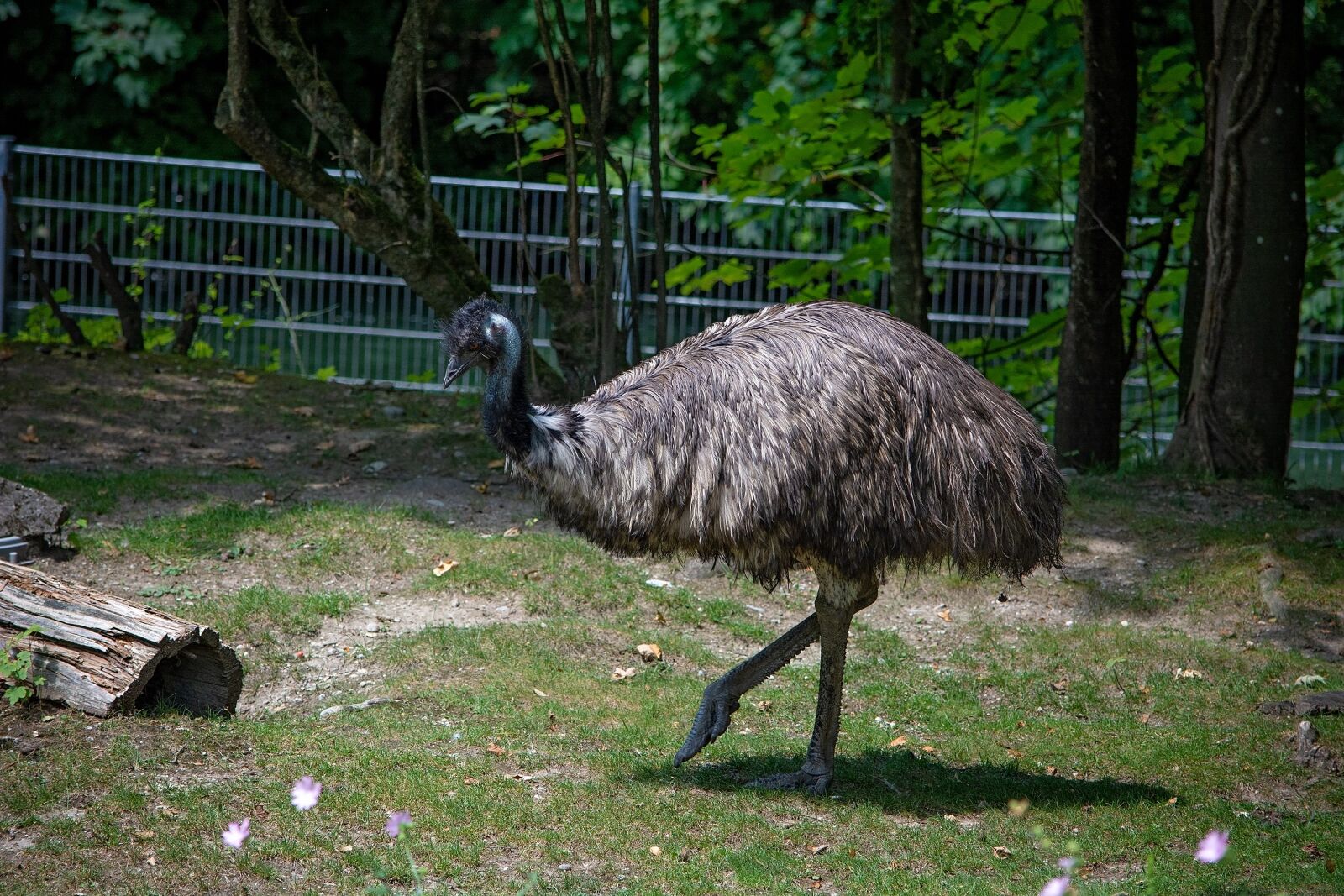 Nikon D7100 sample photo. Emu, bird, animal photography