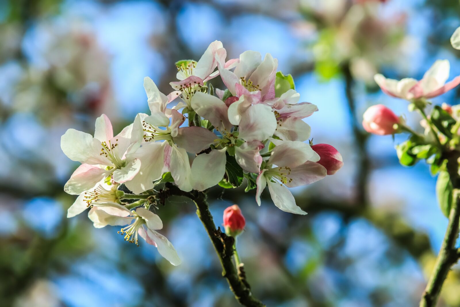 Canon EOS 200D (EOS Rebel SL2 / EOS Kiss X9) sample photo. Apple blossom, white, pink photography